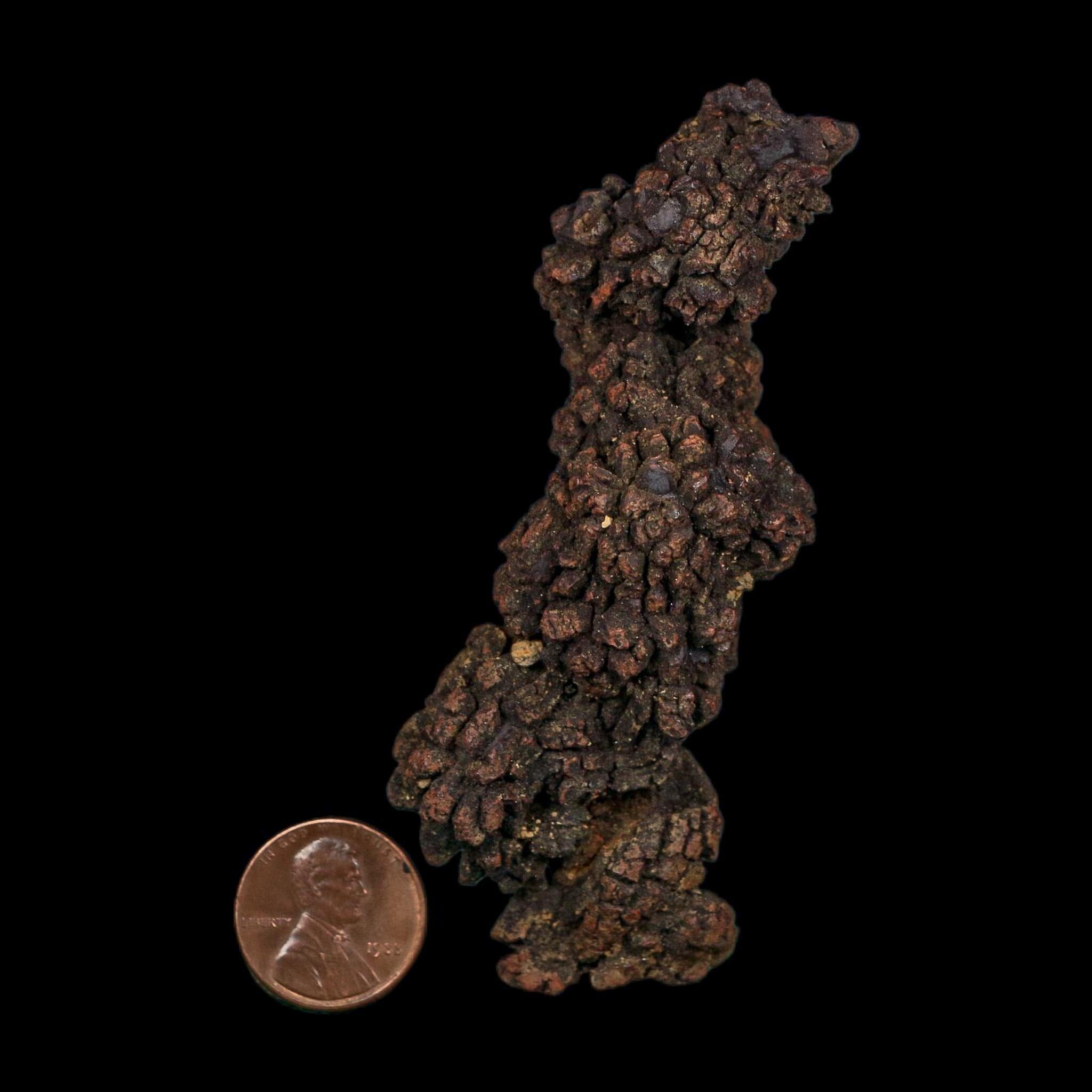 3.6" Prehistoric Coprolite Fossil Specimen Poop Dung Miocene Age Madagascar COA - Fossil Age Minerals