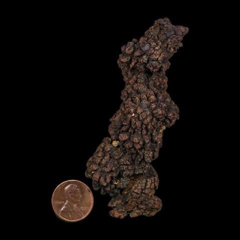3.6" Prehistoric Coprolite Fossil Specimen Poop Dung Miocene Age Madagascar COA