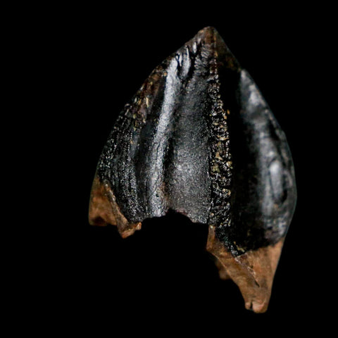 XL 0.9" Triceratops Fossil Crown Tooth Hell Creek FM Cretaceous Dinosaur MT COA