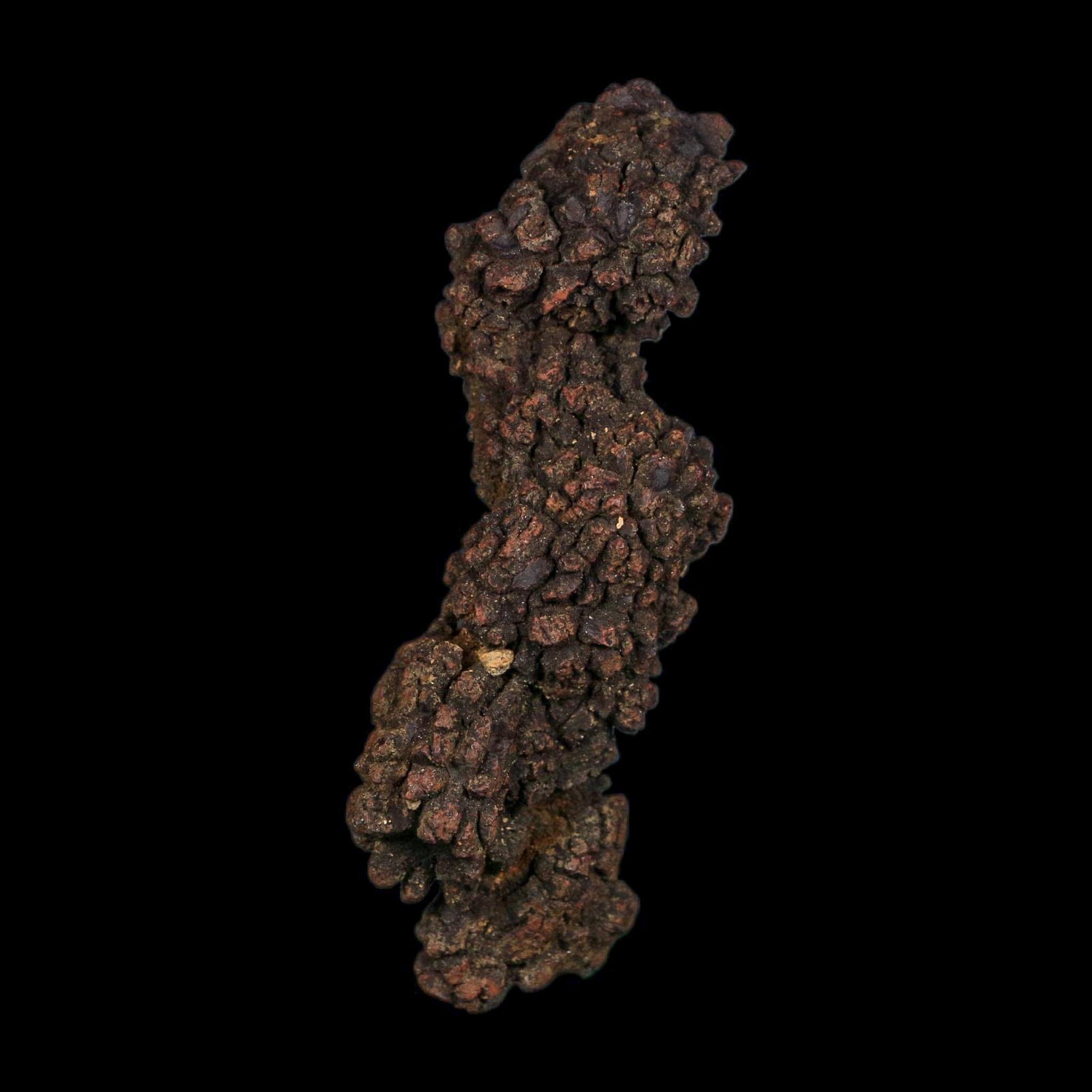 3.6" Prehistoric Coprolite Fossil Specimen Poop Dung Miocene Age Madagascar COA - Fossil Age Minerals