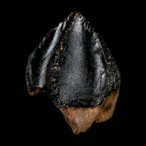 XL 0.9" Triceratops Fossil Crown Tooth Hell Creek FM Cretaceous Dinosaur MT COA