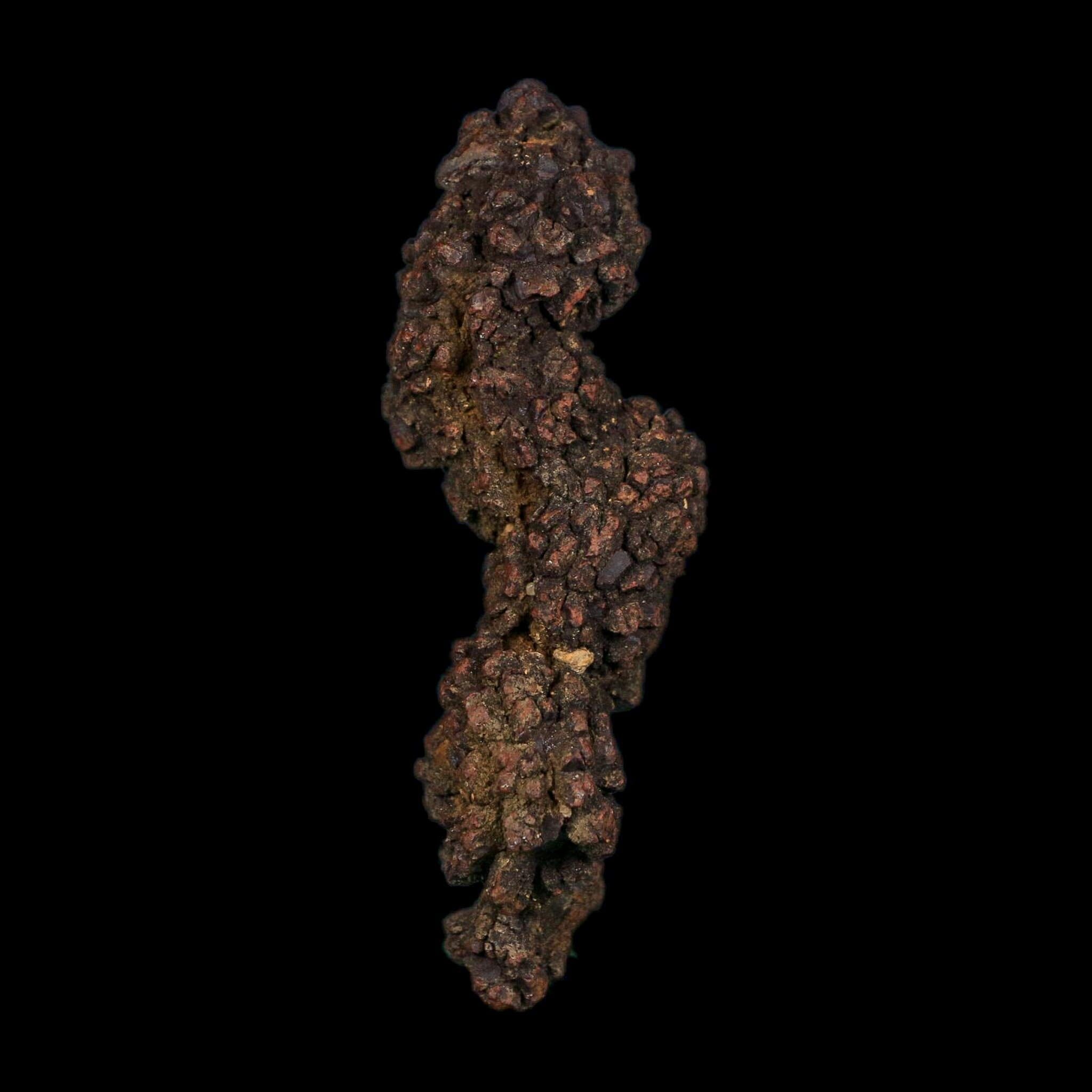 3.6" Prehistoric Coprolite Fossil Specimen Poop Dung Miocene Age Madagascar COA - Fossil Age Minerals