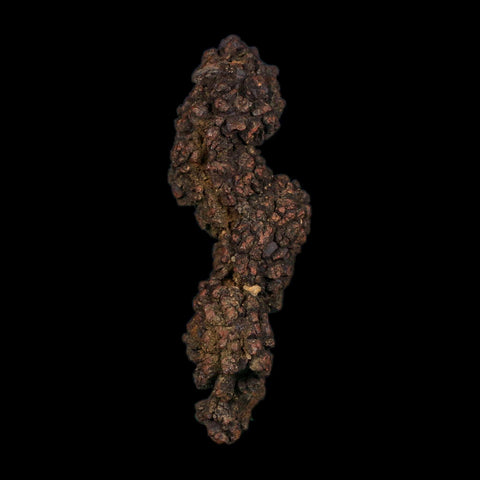 3.6" Prehistoric Coprolite Fossil Specimen Poop Dung Miocene Age Madagascar COA