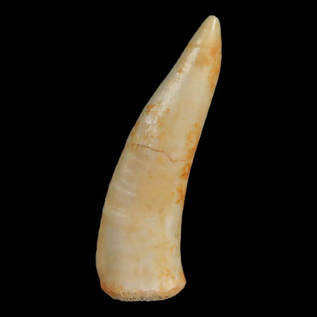 1.6" Saber Toothed Herring Fossil Fang Enchodus Libycus Cretaceous COA Stand