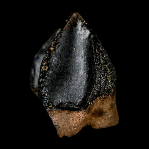 XL 0.9" Triceratops Fossil Crown Tooth Hell Creek FM Cretaceous Dinosaur MT COA