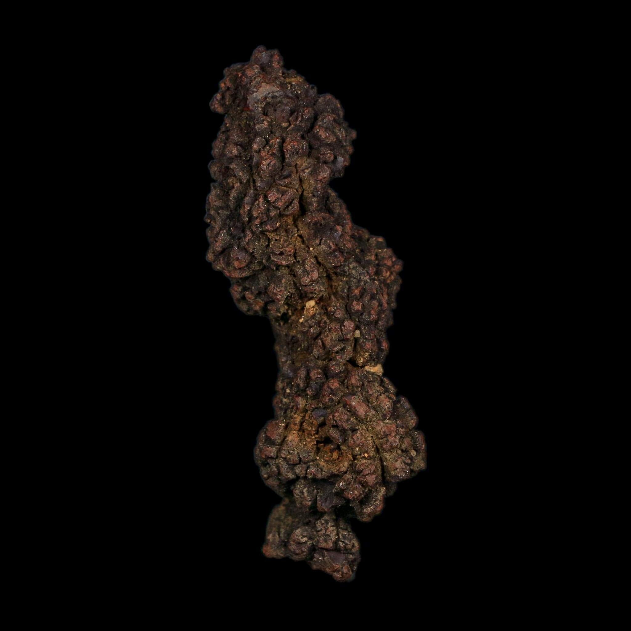 3.6" Prehistoric Coprolite Fossil Specimen Poop Dung Miocene Age Madagascar COA - Fossil Age Minerals