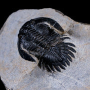 1.6" Metacanthina Issoumourensis Trilobite Fossil Devonian Age 400 Mil Yrs Old COA