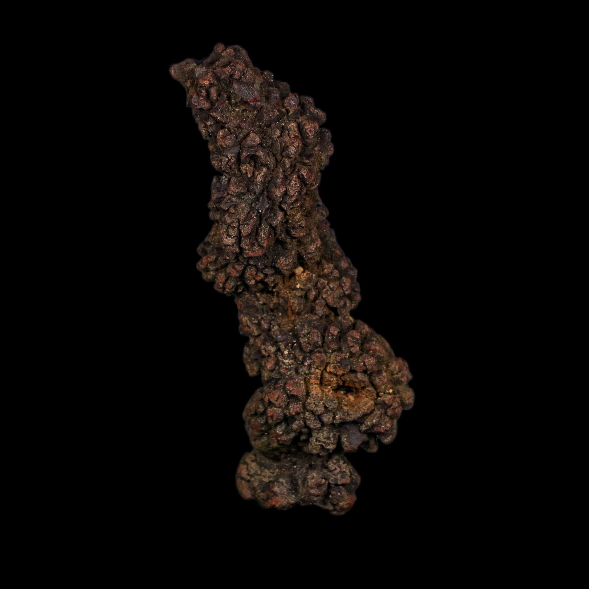 3.6" Prehistoric Coprolite Fossil Specimen Poop Dung Miocene Age Madagascar COA - Fossil Age Minerals