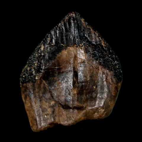 XL 0.9" Triceratops Fossil Crown Tooth Hell Creek FM Cretaceous Dinosaur MT COA