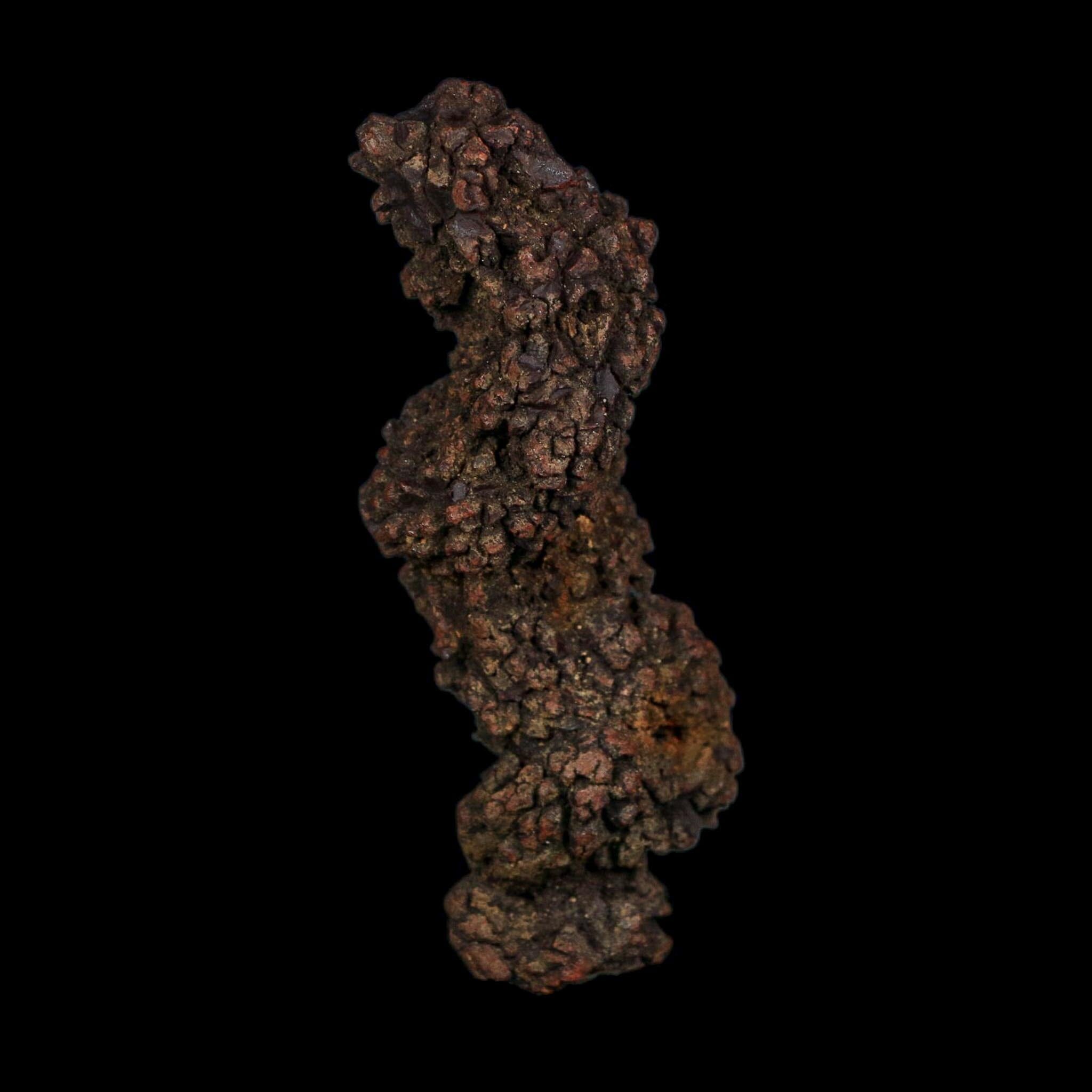 3.6" Prehistoric Coprolite Fossil Specimen Poop Dung Miocene Age Madagascar COA - Fossil Age Minerals