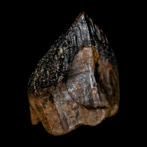 XL 0.9" Triceratops Fossil Crown Tooth Hell Creek FM Cretaceous Dinosaur MT COA