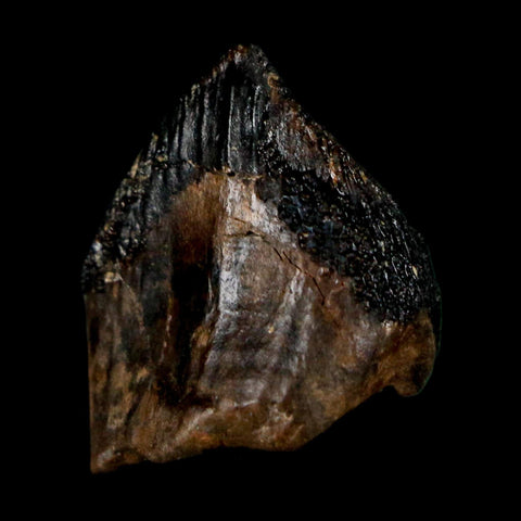 XL 0.9" Triceratops Fossil Crown Tooth Hell Creek FM Cretaceous Dinosaur MT COA