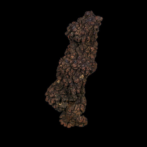 3.6" Prehistoric Coprolite Fossil Specimen Poop Dung Miocene Age Madagascar COA