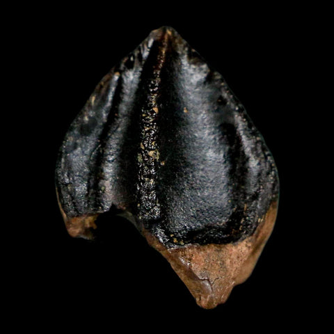 XL 0.9" Triceratops Fossil Crown Tooth Hell Creek FM Cretaceous Dinosaur MT COA