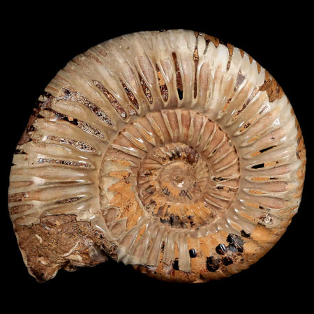 66MM Polished Perisphinctes Ammonite Fossil Nautilus Madagascar Jurassic Age COA