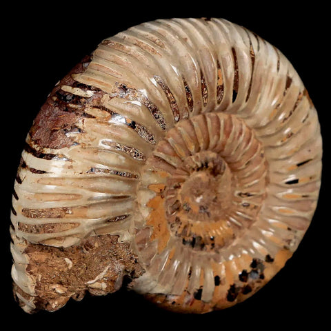 66MM Polished Perisphinctes Ammonite Fossil Nautilus Madagascar Jurassic Age COA - Fossil Age Minerals