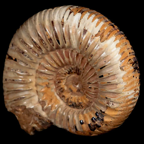 66MM Polished Perisphinctes Ammonite Fossil Nautilus Madagascar Jurassic Age COA - Fossil Age Minerals