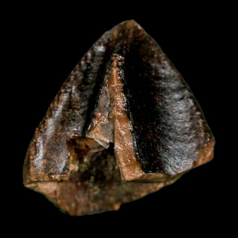 XL 0.9" Triceratops Fossil Crown Tooth Hell Creek FM Cretaceous Dinosaur MT COA - Fossil Age Minerals