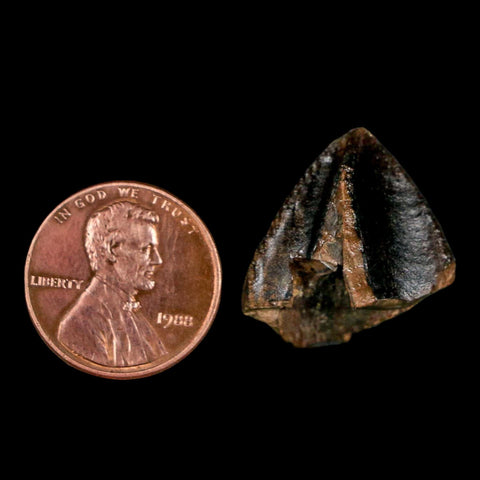 XL 0.9" Triceratops Fossil Crown Tooth Hell Creek FM Cretaceous Dinosaur MT COA - Fossil Age Minerals