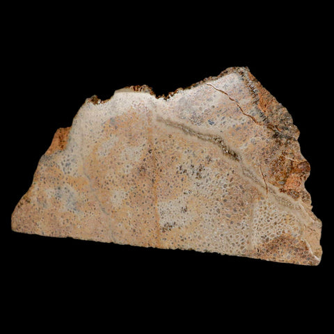 5.2" Fossil Dinosaur Gem Bone Cut Polished Slab Agatized Dinosaur Bone Morocco - Fossil Age Minerals