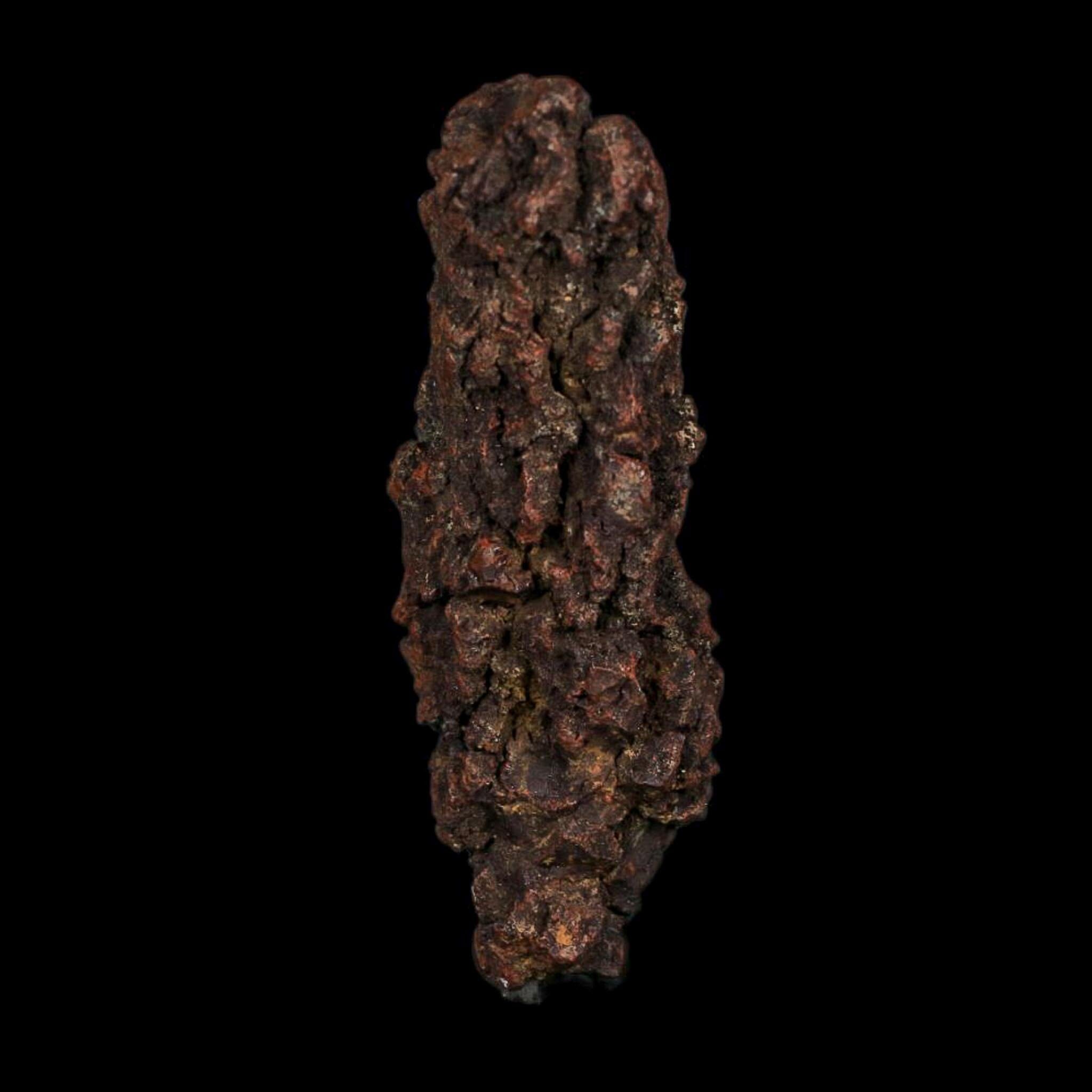 3.5" Prehistoric Coprolite Fossil Specimen Poop Dung Miocene Age Madagascar COA - Fossil Age Minerals