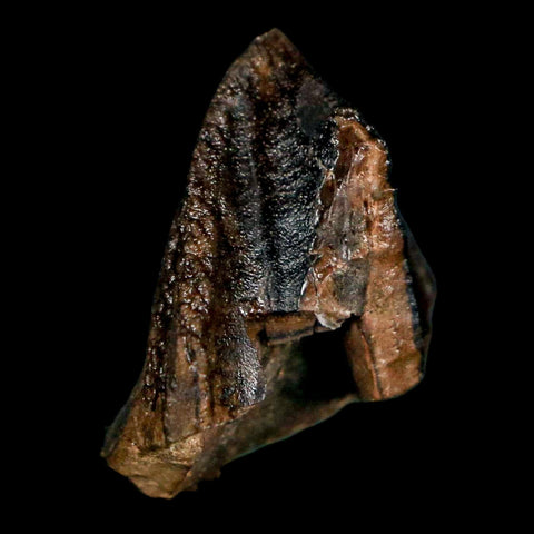 XL 0.9" Triceratops Fossil Crown Tooth Hell Creek FM Cretaceous Dinosaur MT COA - Fossil Age Minerals