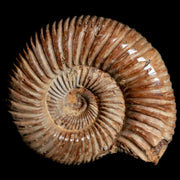 60MM Polished Perisphinctes Ammonite Fossil Nautilus Madagascar Jurassic Age COA