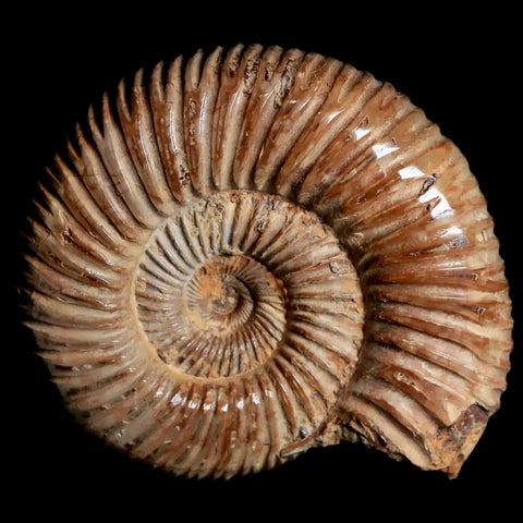 60MM Polished Perisphinctes Ammonite Fossil Nautilus Madagascar Jurassic Age COA - Fossil Age Minerals