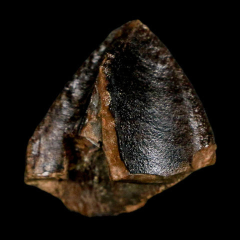 XL 0.9" Triceratops Fossil Crown Tooth Hell Creek FM Cretaceous Dinosaur MT COA - Fossil Age Minerals