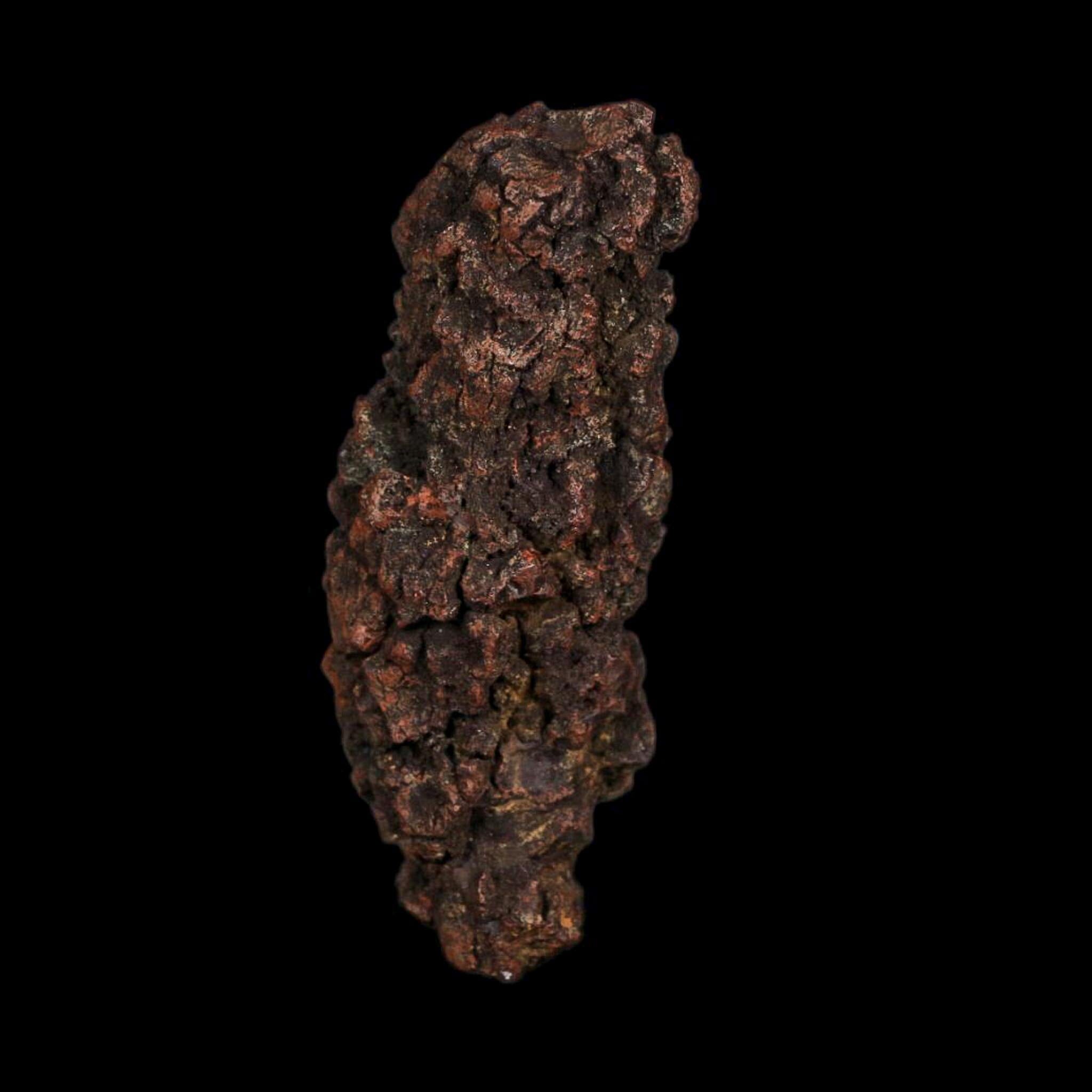 3.5" Prehistoric Coprolite Fossil Specimen Poop Dung Miocene Age Madagascar COA - Fossil Age Minerals