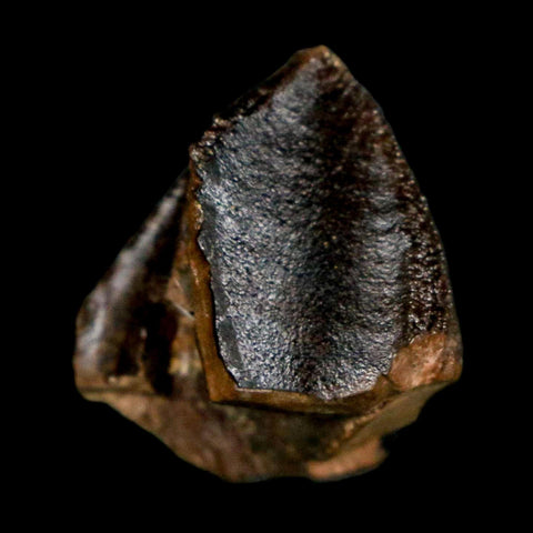 XL 0.9" Triceratops Fossil Crown Tooth Hell Creek FM Cretaceous Dinosaur MT COA - Fossil Age Minerals