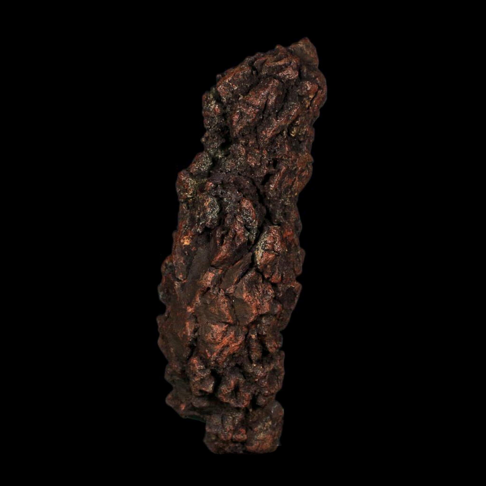 3.5" Prehistoric Coprolite Fossil Specimen Poop Dung Miocene Age Madagascar COA - Fossil Age Minerals