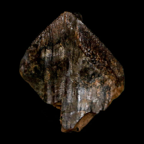 XL 0.9" Triceratops Fossil Crown Tooth Hell Creek FM Cretaceous Dinosaur MT COA - Fossil Age Minerals