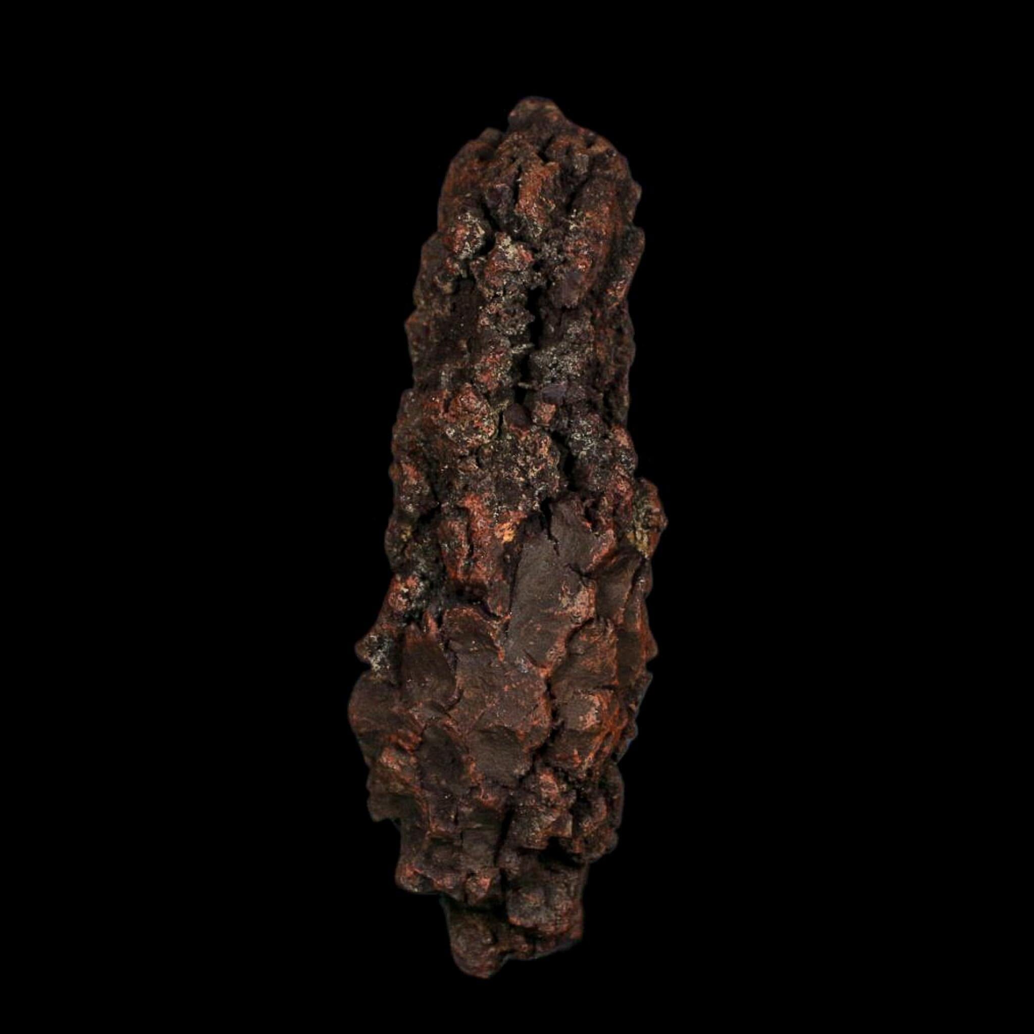 3.5" Prehistoric Coprolite Fossil Specimen Poop Dung Miocene Age Madagascar COA - Fossil Age Minerals