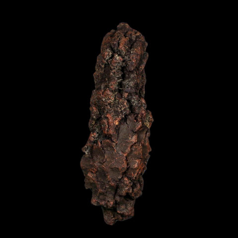 3.5" Prehistoric Coprolite Fossil Specimen Poop Dung Miocene Age Madagascar COA