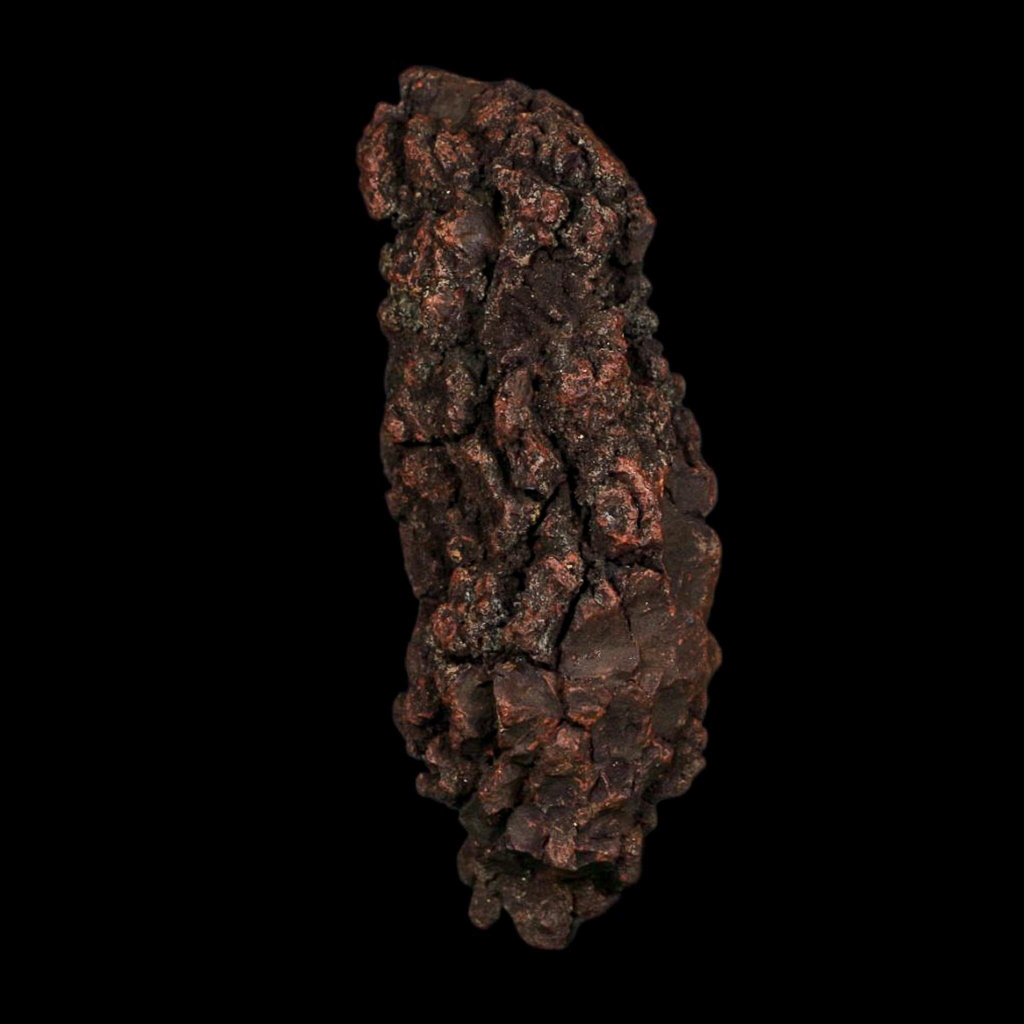 3.5" Prehistoric Coprolite Fossil Specimen Poop Dung Miocene Age Madagascar COA - Fossil Age Minerals