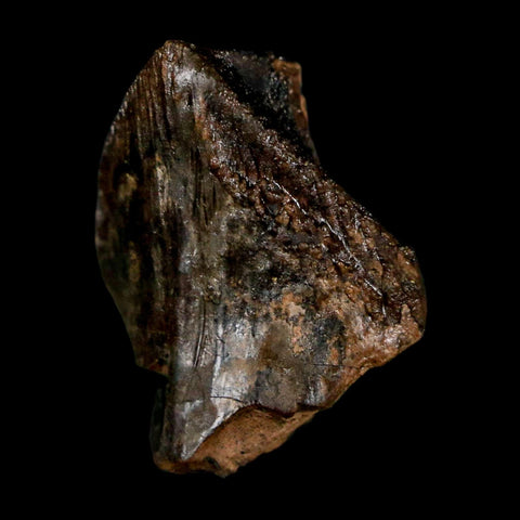 XL 0.9" Triceratops Fossil Crown Tooth Hell Creek FM Cretaceous Dinosaur MT COA - Fossil Age Minerals