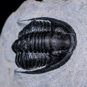 1.7" Cornuproetus Cornutus Trilobite Fossil Morocco Devonian Age 400 Mil Yrs Old COA