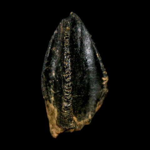 XL 1.1" Triceratops Fossil Crown Tooth Hell Creek FM Cretaceous Dinosaur MT COA