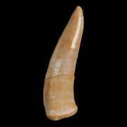 2.2" Saber Toothed Herring Fossil Fang Enchodus Libycus Cretaceous COA Stand