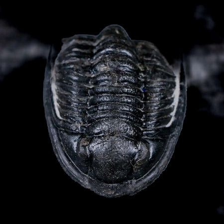 1.7" Cornuproetus Cornutus Trilobite Fossil Morocco Devonian Age 400 Mil Yrs Old COA