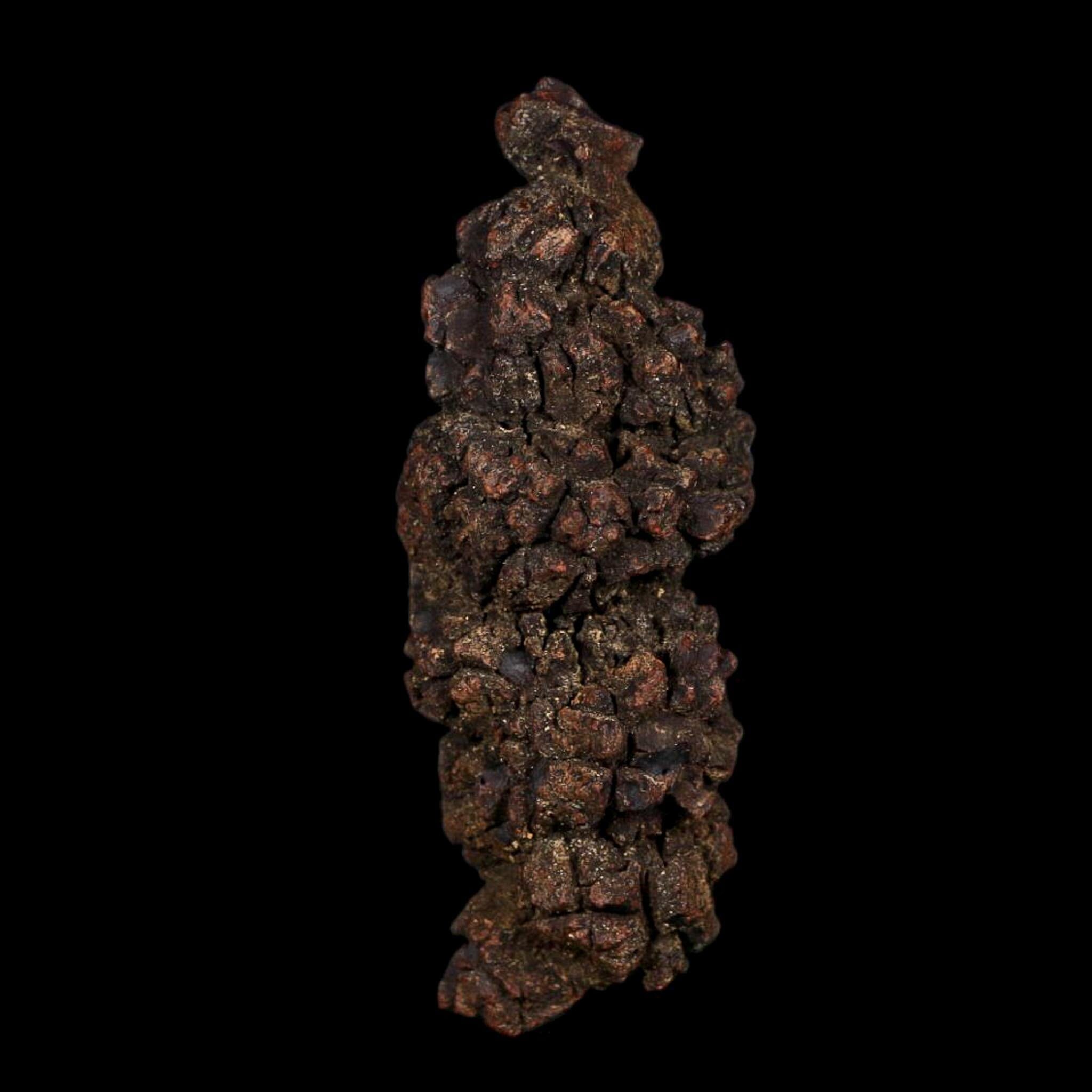 3.6" Prehistoric Coprolite Fossil Specimen Poop Dung Miocene Age Madagascar COA - Fossil Age Minerals