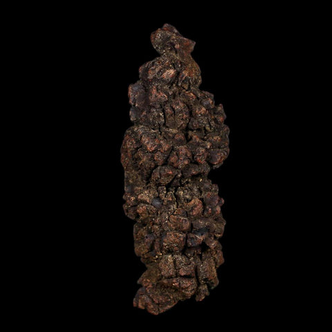 3.6" Prehistoric Coprolite Fossil Specimen Poop Dung Miocene Age Madagascar COA