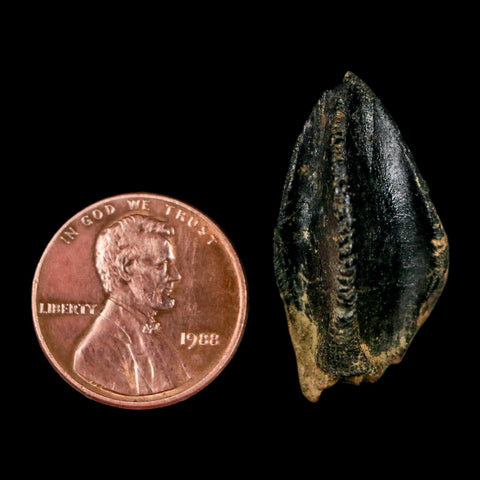 XL 1.1" Triceratops Fossil Crown Tooth Hell Creek FM Cretaceous Dinosaur MT COA