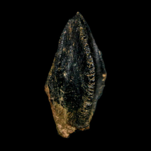 XL 1.1" Triceratops Fossil Crown Tooth Hell Creek FM Cretaceous Dinosaur MT COA