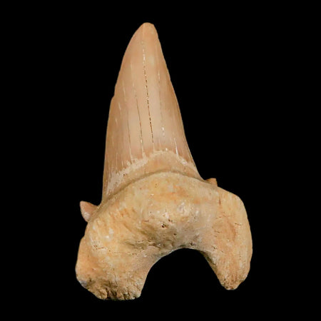 Otodus Obliquus Shark Teeth For Sale - Fossil Age Minerals