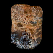 0.6" Tyrannosaurus Rex Fossil Tooth Section Lance Creek Cretaceous Dinosaur WY COA