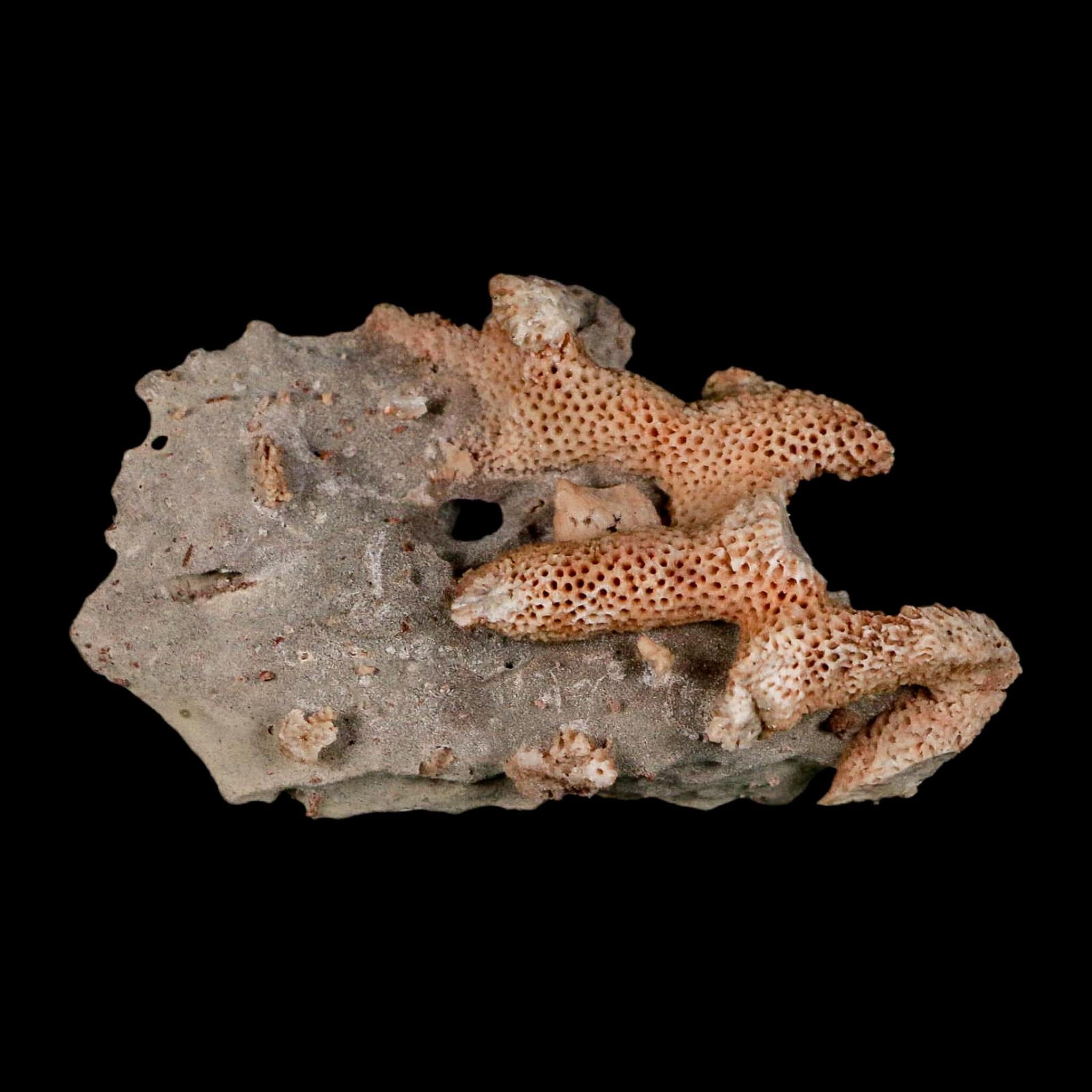 2.8" Thamnopora SP Coral Fossil Coral Reef Devonian Age Verde Valley, Arizona - Fossil Age Minerals