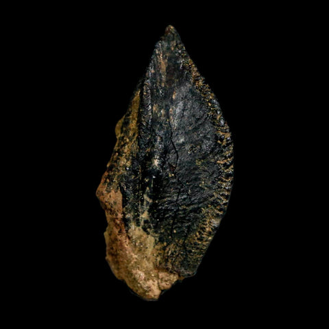 XL 1.1" Triceratops Fossil Crown Tooth Hell Creek FM Cretaceous Dinosaur MT COA