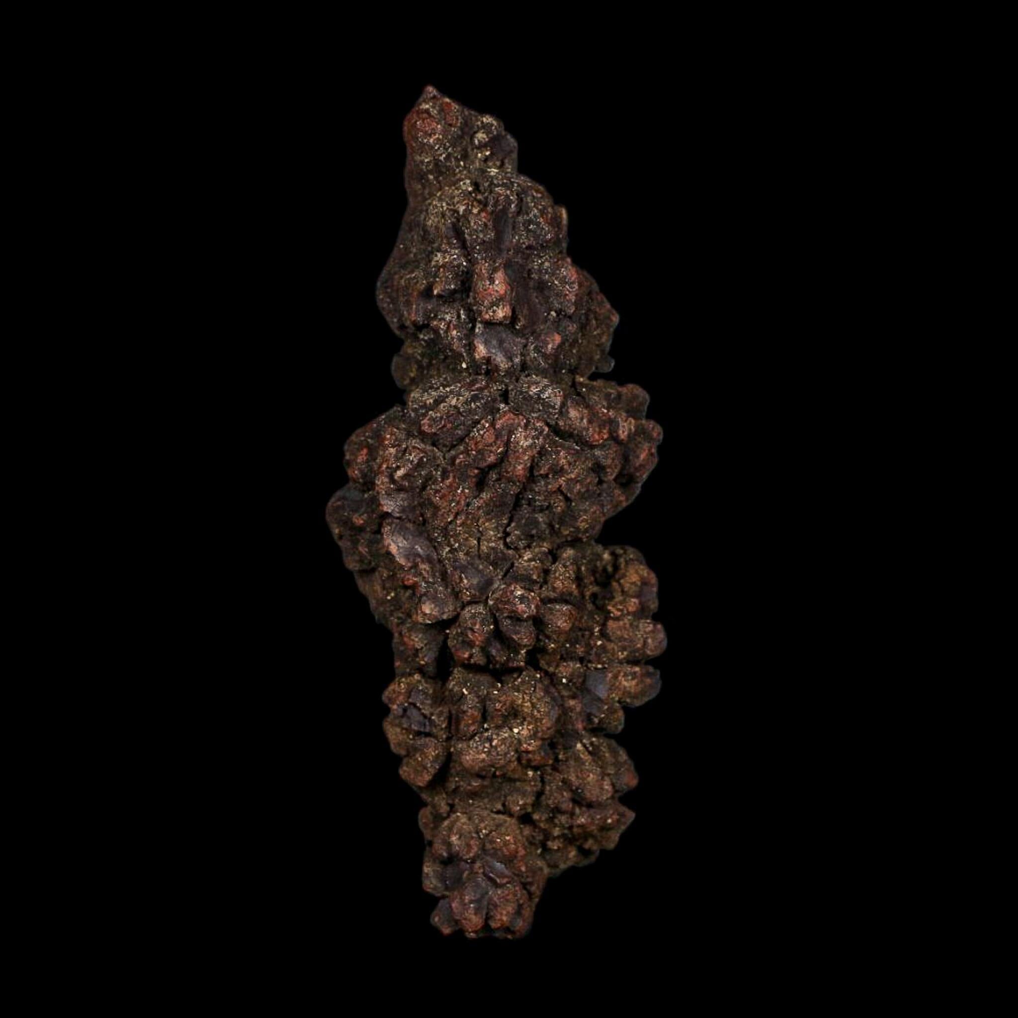 3.6" Prehistoric Coprolite Fossil Specimen Poop Dung Miocene Age Madagascar COA - Fossil Age Minerals
